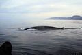 Dorgali-Cala Gonone: avvistamento di balene nel maggio 2014
