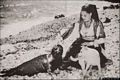 Cala Gonone-una vecchia foto della Foca monaca sulle spiagge del golfo di Orosei