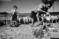 Curcuris-Casa Pinna Spada: Festa della tosatura delle pecore