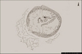 Nurri-Protonuraghe di Corongiu Maria: planimetria