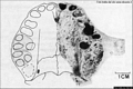Grotta Corbeddu-Resti di un osso mascellre umano