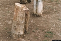 Perfugas-Museo Archeologico e Paleobotanico: fossili vegetali provenienti dalle Foreste Pietrificate dell Anglona