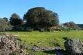 Perfugas-Area archeologica di Niedda: resti del Nuraghe Niedda II di tipologia indefinita