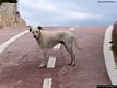 Porto Torres-Balai: un cane sulla pista ciclabile a ridosso della spiaggia di Balai