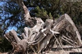 Siniscola-Capo Comino: un ginepro sulle dune di Capo Comino