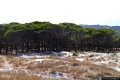 Siniscola-Santa Lucia: la pineta di Santa Lucia sulla sabbia delle dune