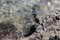 Stintino-Mare di Stinitno-un cormorano sugli scogli